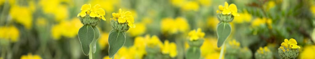 Jerusalem sage image