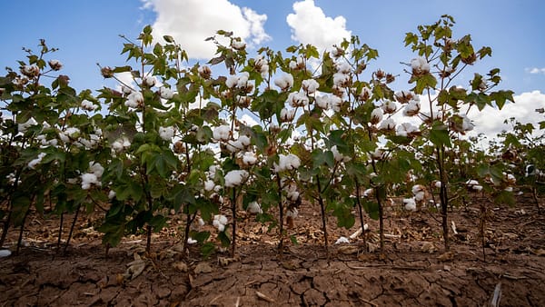 Texas resilient agenda cotton image