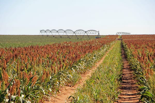 Smart Water Strategies For Texas
