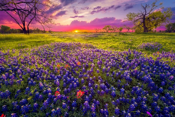 birthday, texas